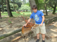 Nara Deer